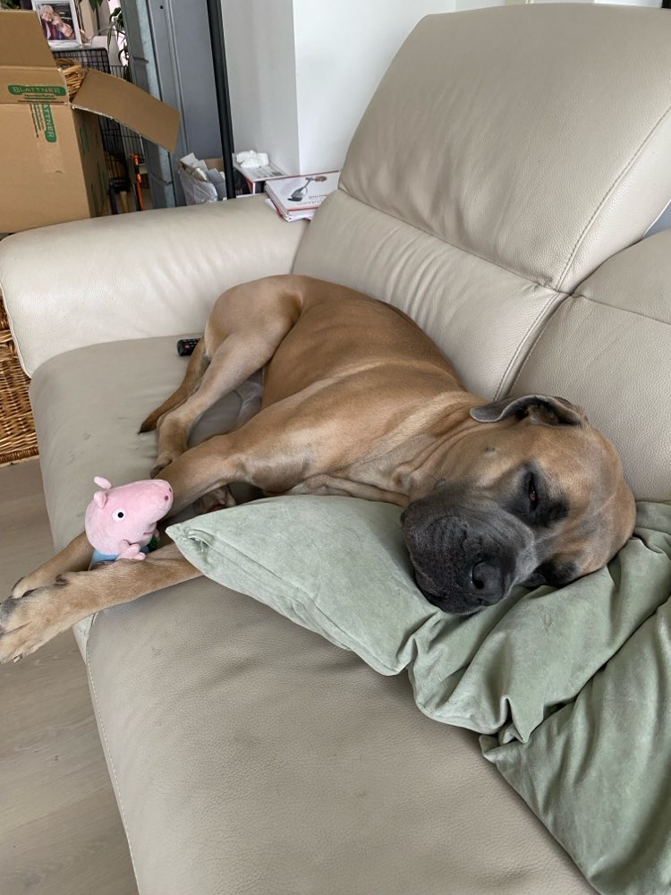 Hundetreffen-Große, nette Hundefreunde gesucht-Profilbild