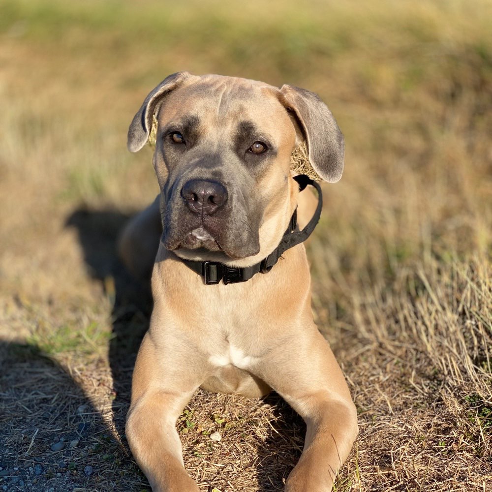 Hundetreffen-Hundefreunde gesucht-Profilbild