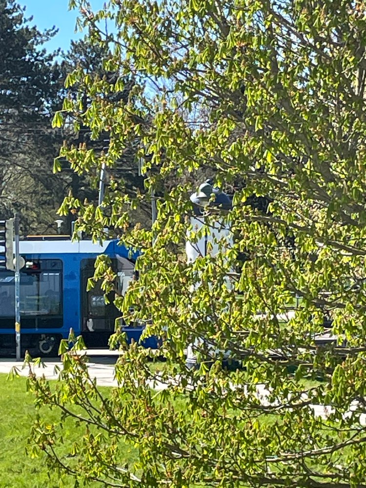 Giftköder-Giftköder-Profilbild