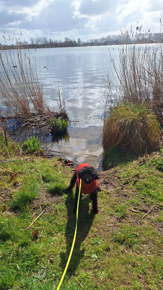 Hundetreffen-Gassi Runde / Spiel-Profilbild