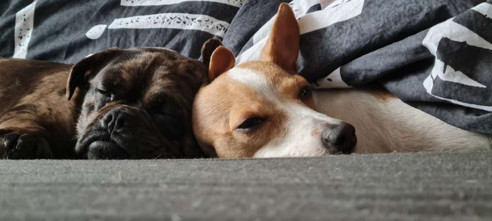 Hundetreffen-Zweckelwald Gladbeck-Profilbild