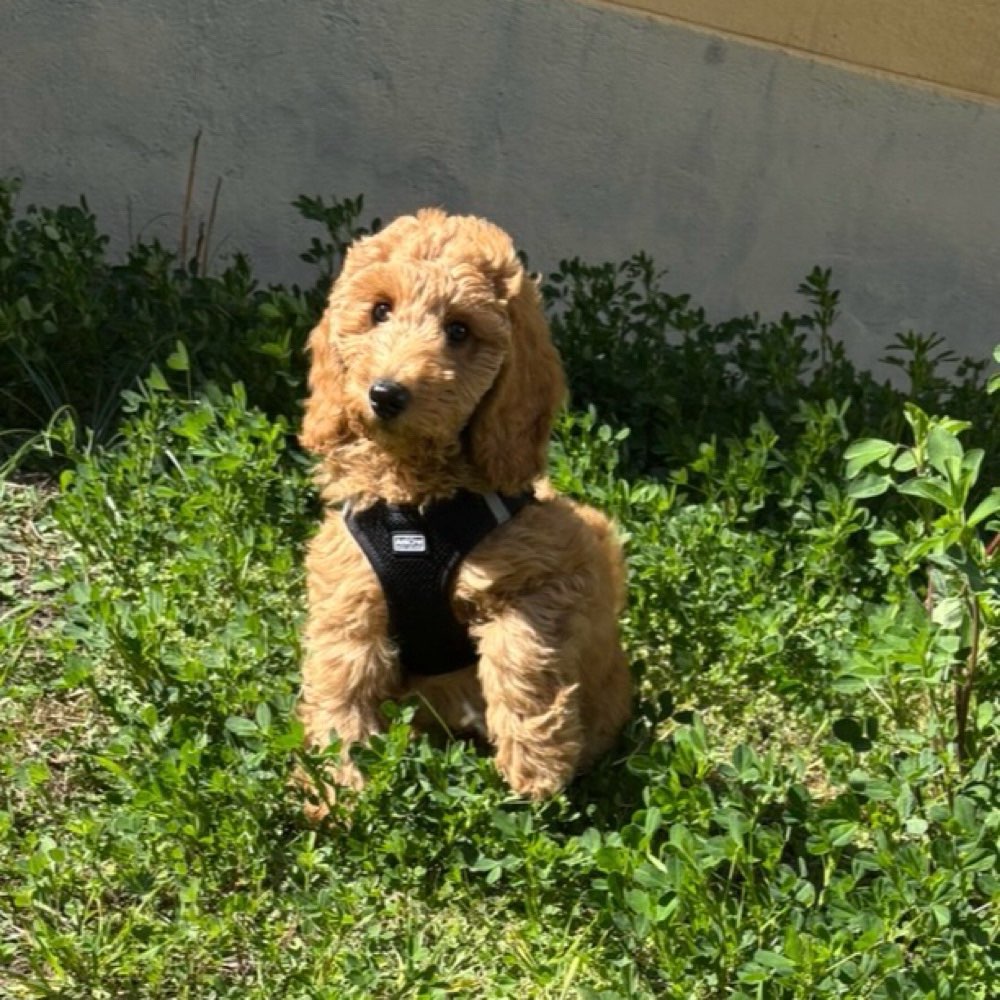 Hundetreffen-Welpentreffen in Steglitz-Profilbild