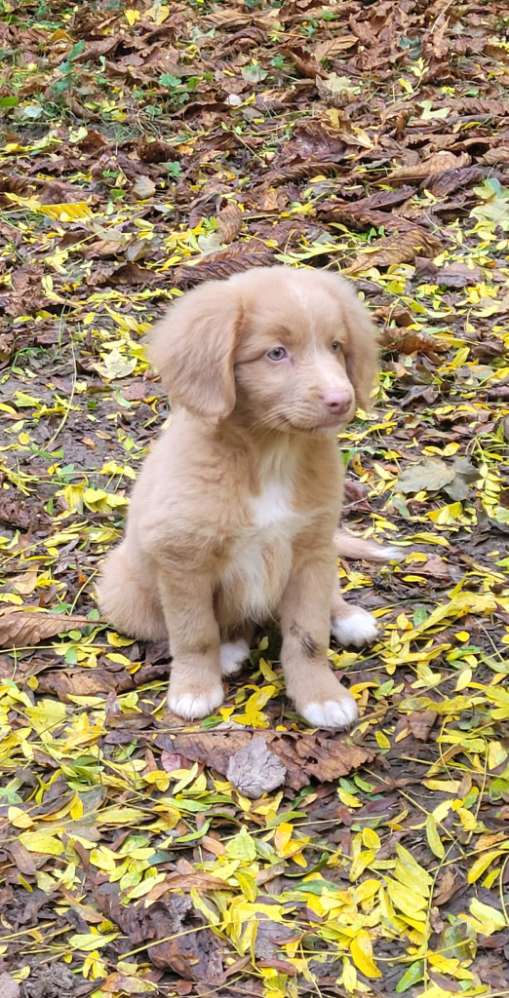 Hundetreffen-Welpentreffen Neustadt-Profilbild