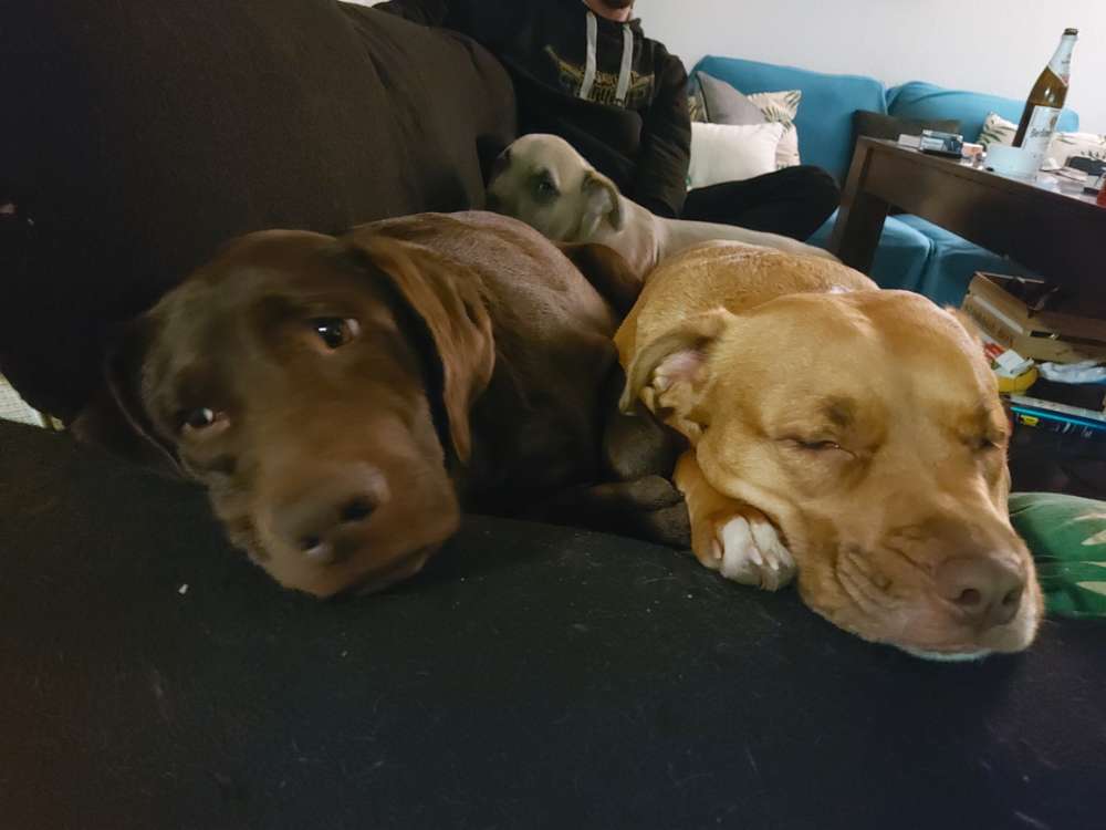 Hundetreffen-Hunde treffen in Oranienburg-Profilbild