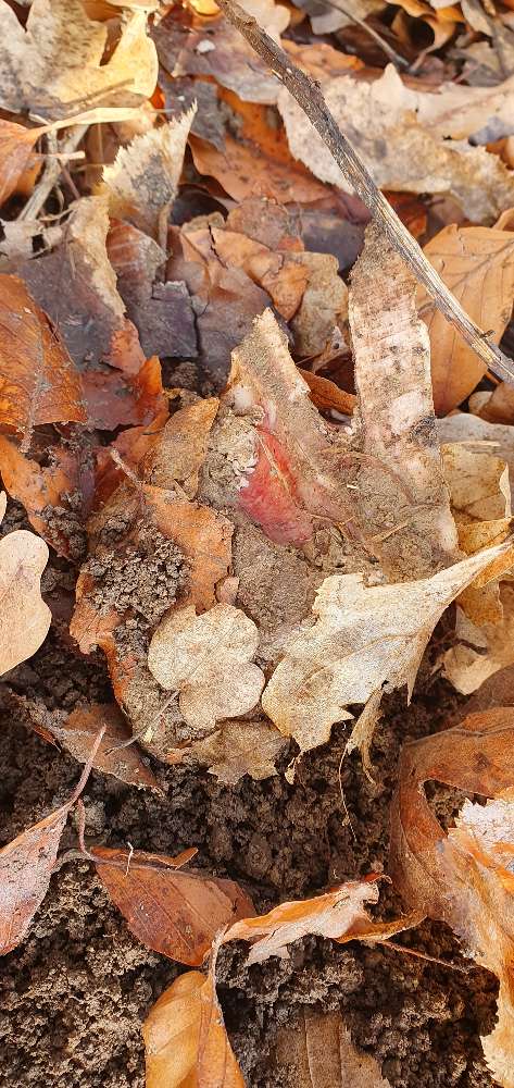 Giftköder-Knochen-Profilbild