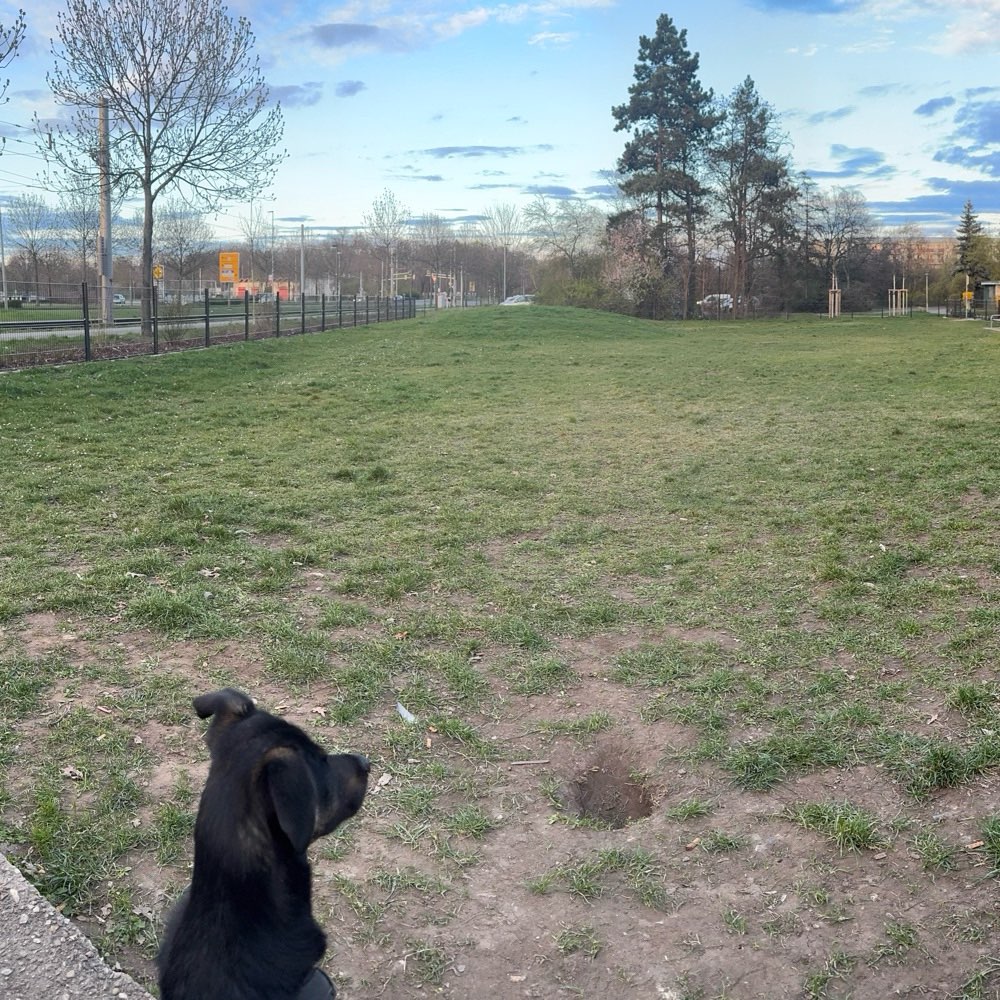 Hundetreffen-Spielrunde Hundewiese Schönauer Ring-Profilbild