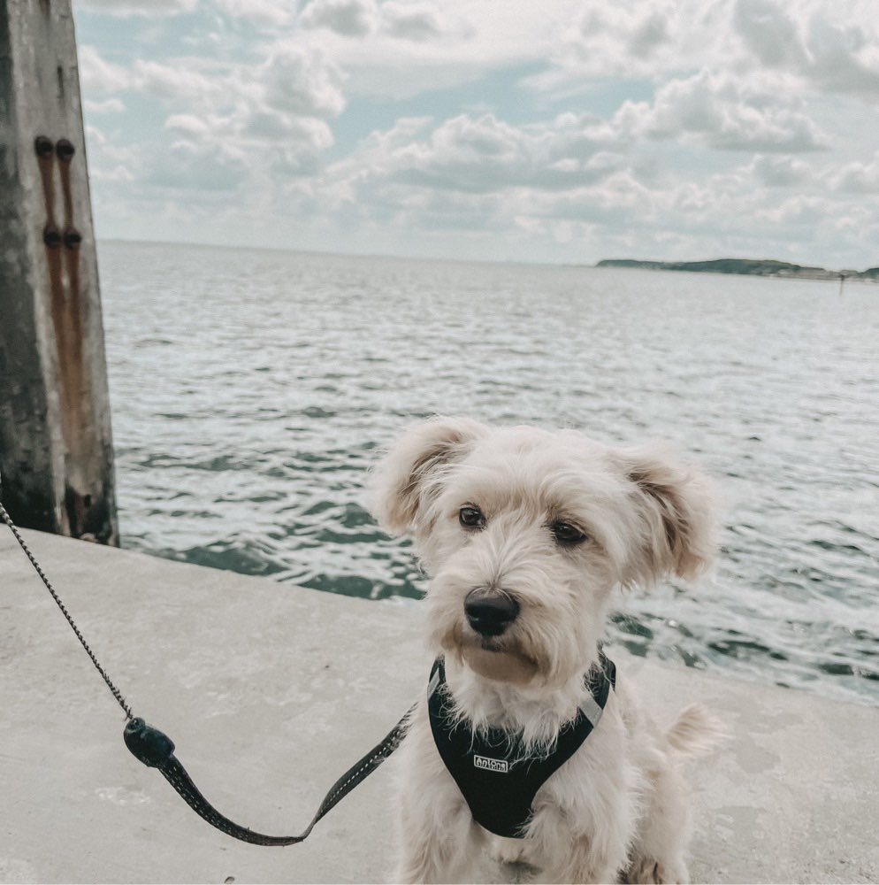 Hundetreffen-Spiel und Gassipartner im Kreis Lichtenau 🐶-Profilbild