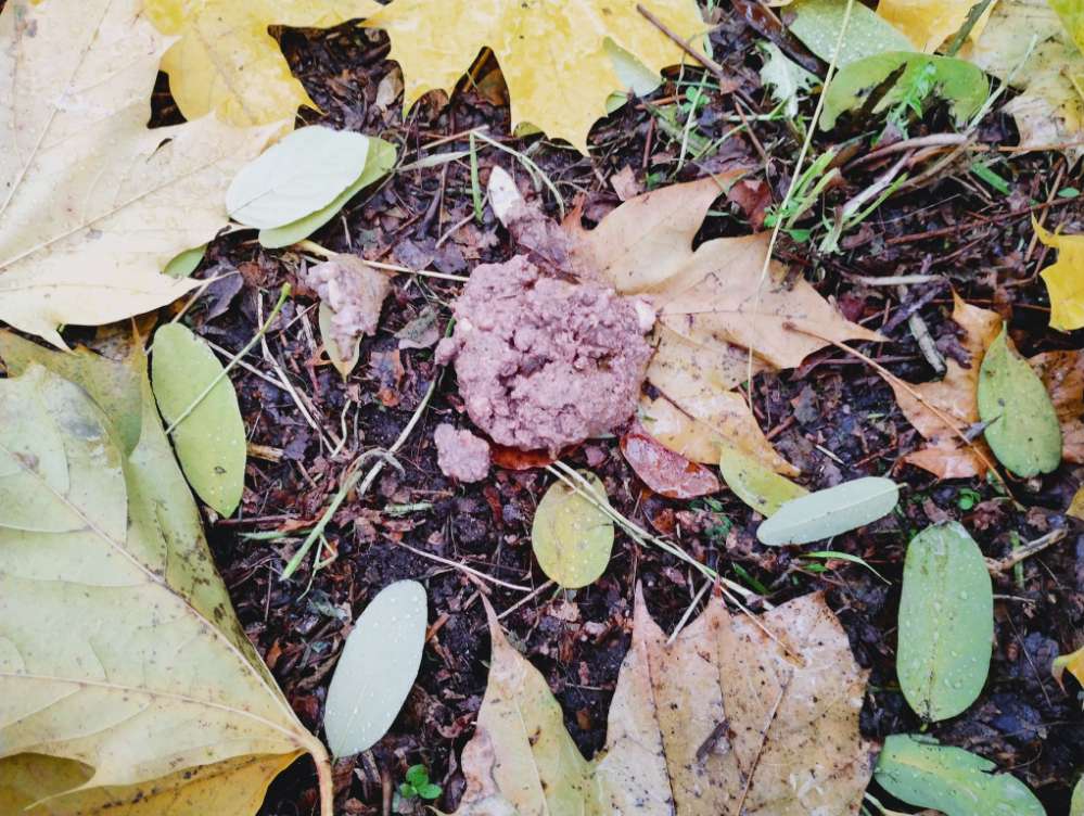 Giftköder-Vermutlich Giftköder an den Bahnschienen-Profilbild