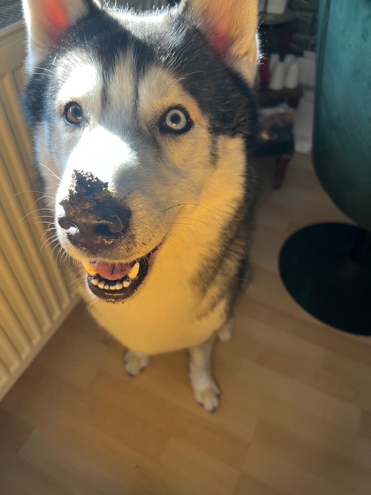 Hundetreffen-Ein Hund macht das Leben schöner, mehrere machen es perfekt!-Profilbild