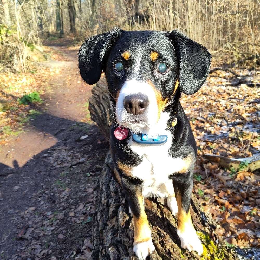 Hundetreffen-Wir suchen für entspannte Spaziergänge nette Hund-Mensch-Teams-Profilbild