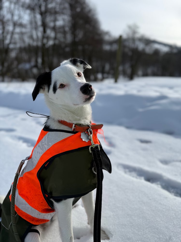 Hundetreffen-Social Walk-Sicherer Trainingspartner für Yuki gesucht-Profilbild