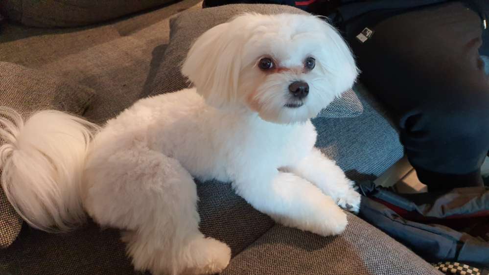 Hundetreffen-Hundefreunde finden-Profilbild