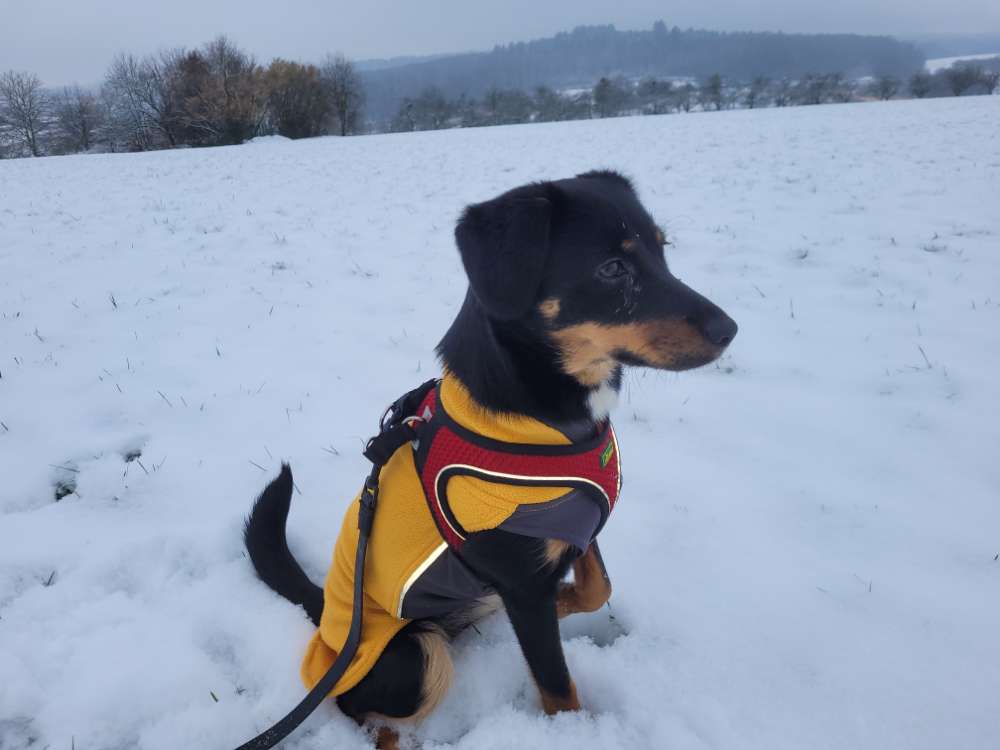 Hundetreffen-Spielpartner gesucht:) (kleinere Rassen)-Profilbild