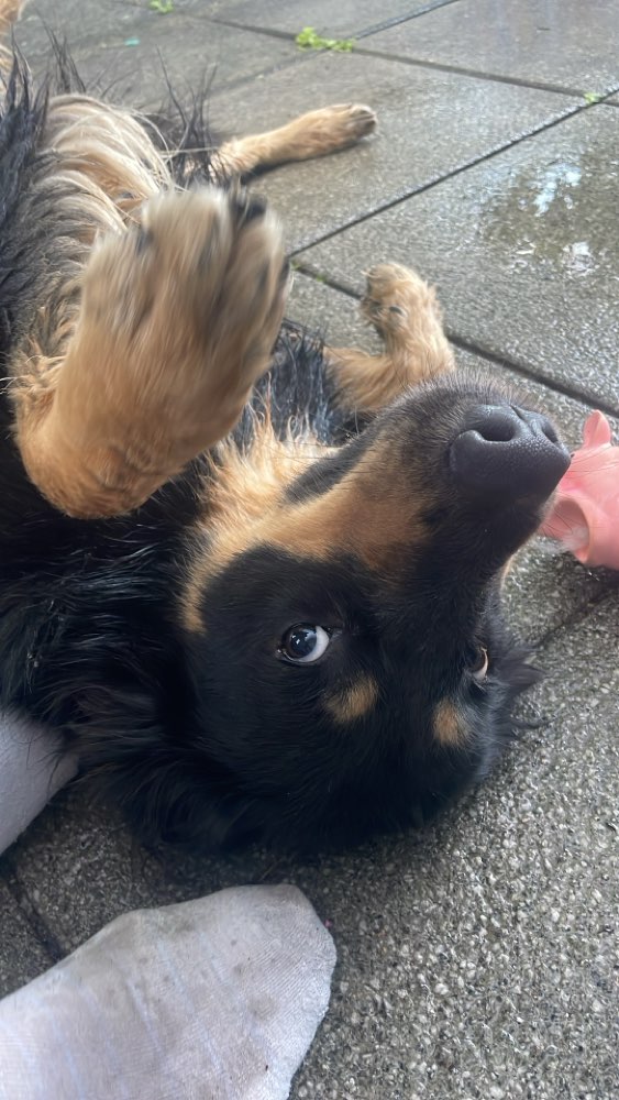 Hundetreffen-Gassitreffen/ Spiele Abenteuer-Profilbild