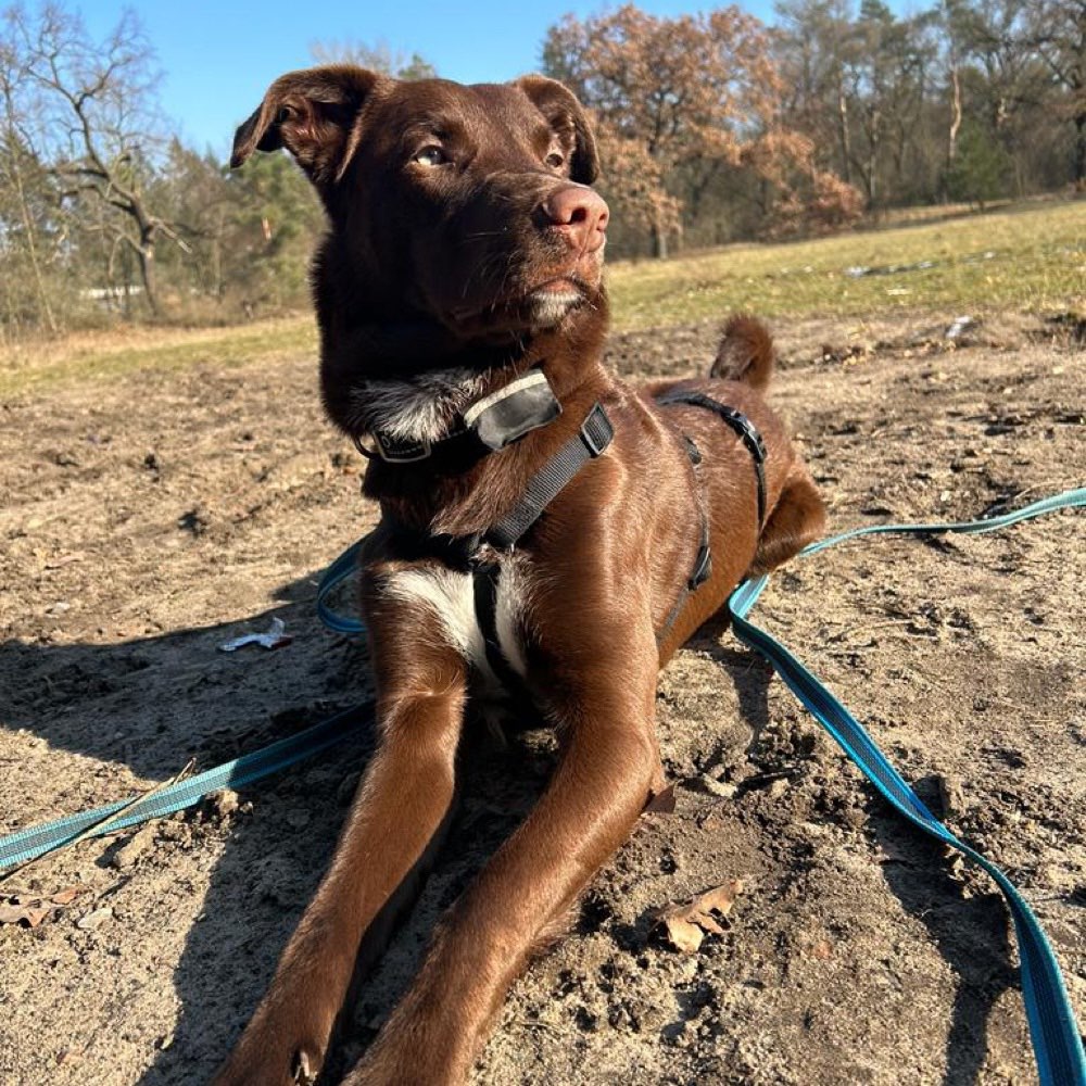 Hundetreffen-Kannst du entspannt Gassi gehen?-Profilbild