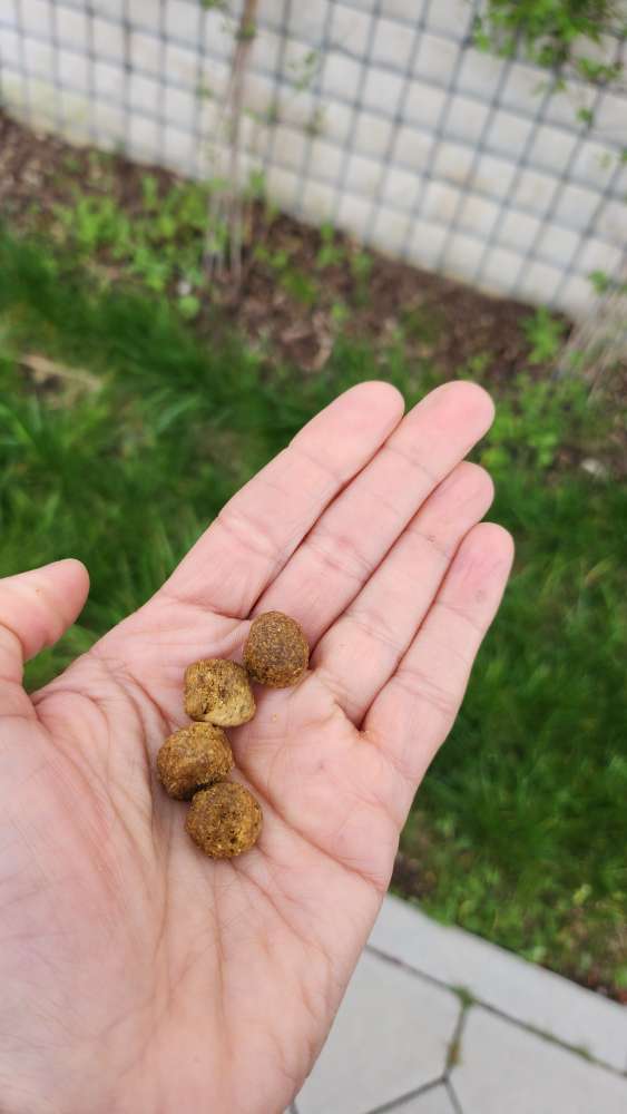 Giftköder-Ausgelegtes HUNDEFUTTER-Profilbild