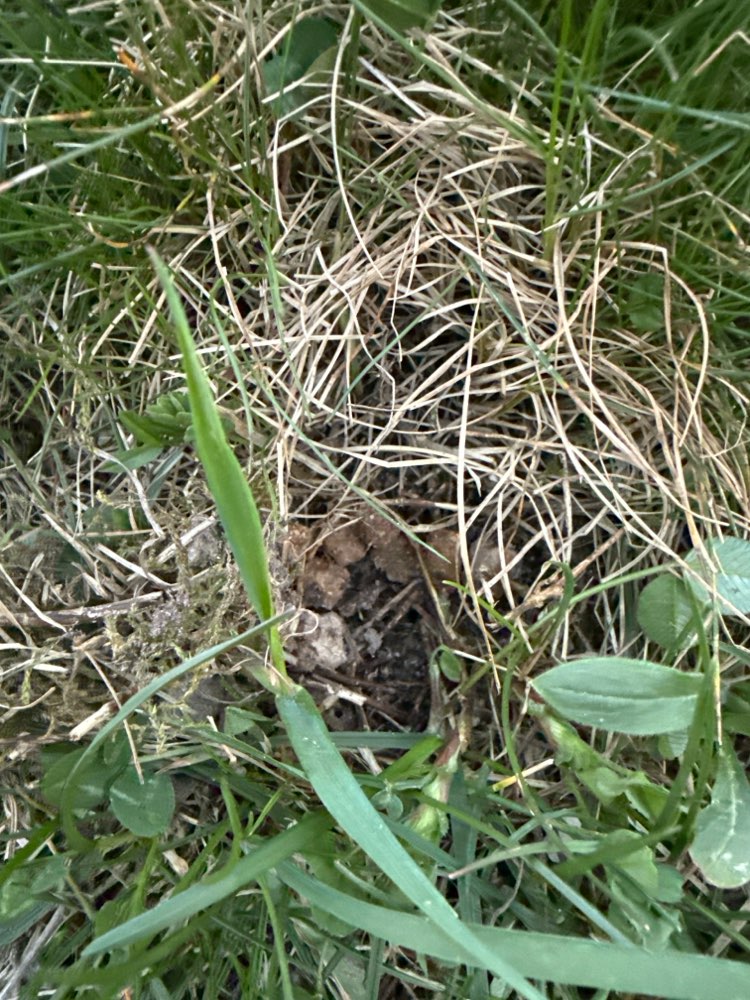 Giftköder-Giftköder?-Profilbild