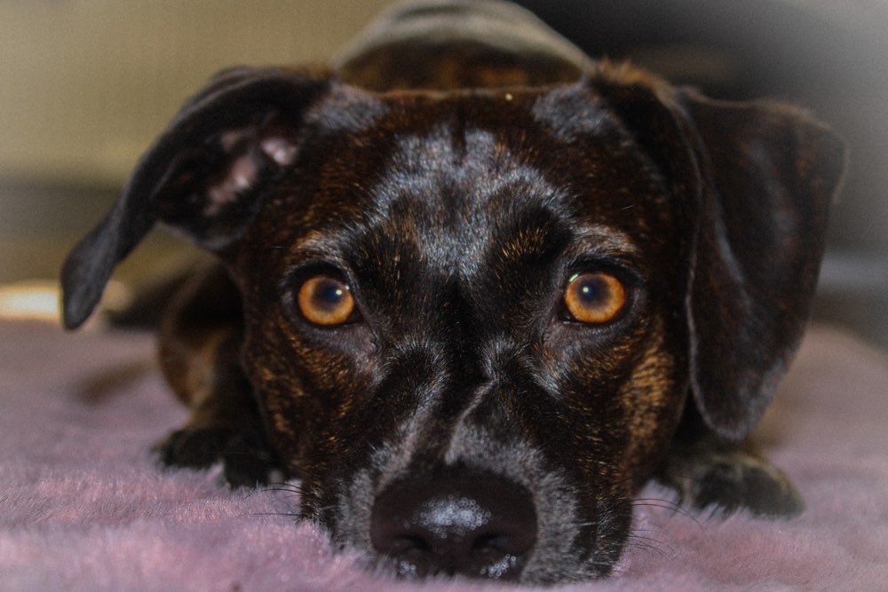 Hundetreffen-Junghundetreffen-Profilbild