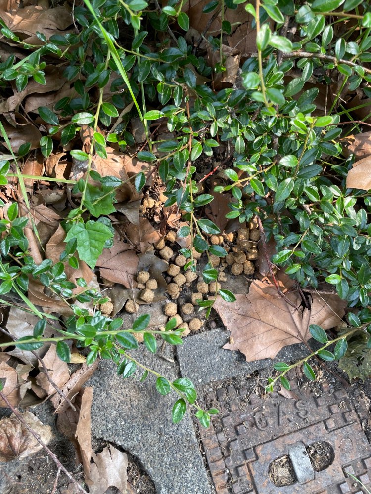 Giftköder-Verdächtig verteiltes Futter-Profilbild