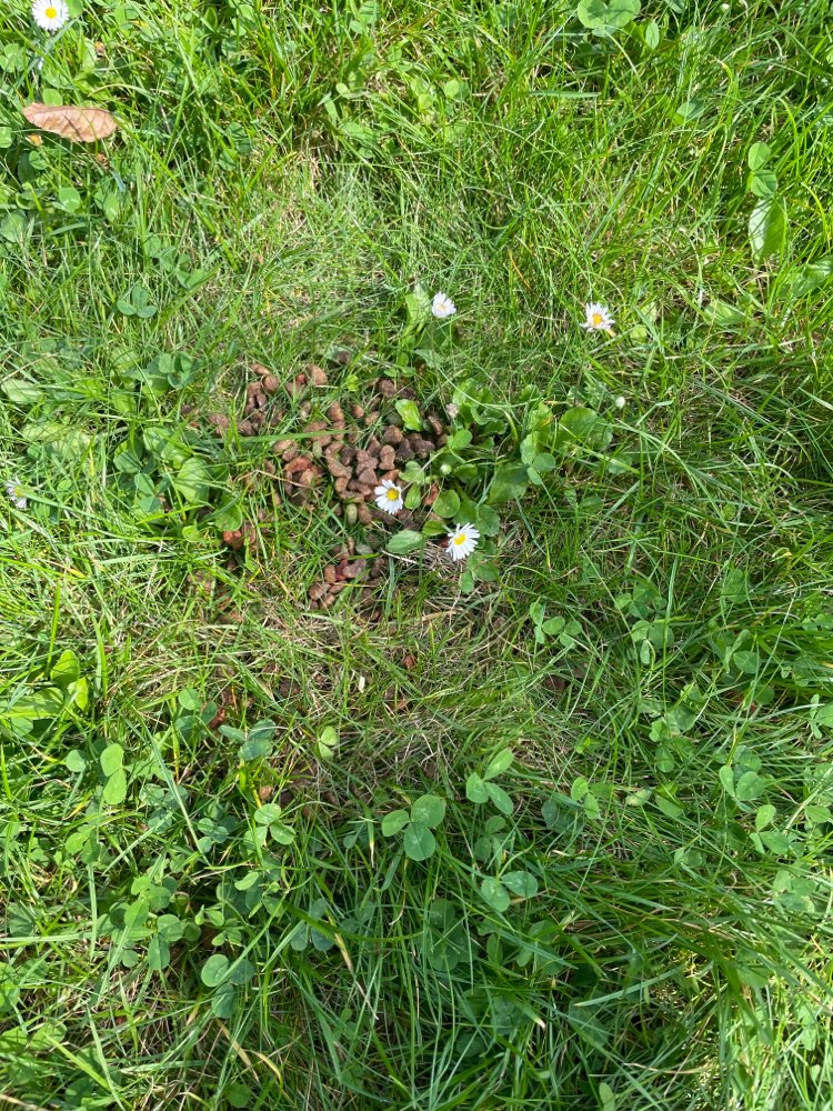 Giftköder-Futter auf der Wiese verteilt-Profilbild