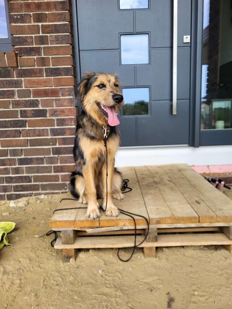 Hundetreffen-Hundetreffe-Profilbild