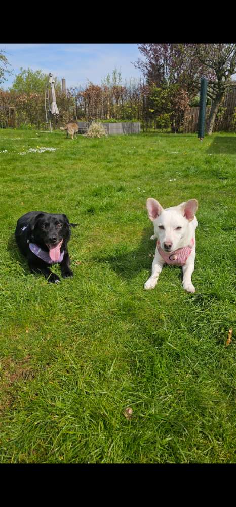 Hundetreffen-Spieltreffen in Dannewerk und Umgebung gesucht-Profilbild