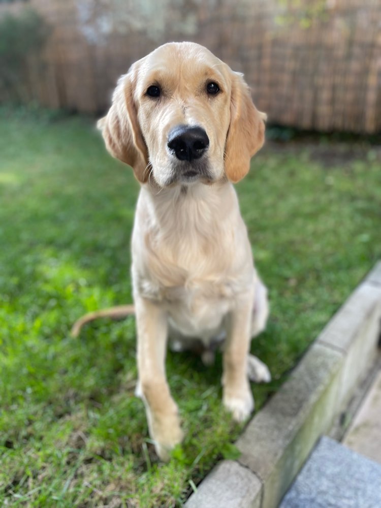 Hundetreffen-Spielkameraden mit Ausdauer gesucht!-Profilbild