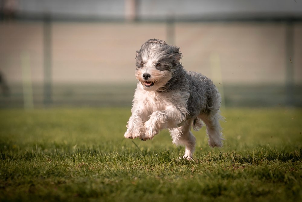 Hundetreffen-🐾 Emmas neugierige Gassirunde für junge Entdecker 🐶-Profilbild