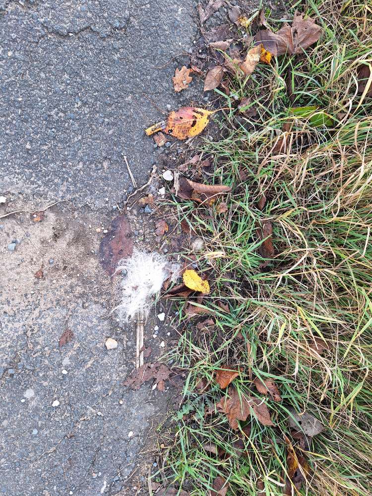 Giftköder-Evtl. Giftköder-Profilbild