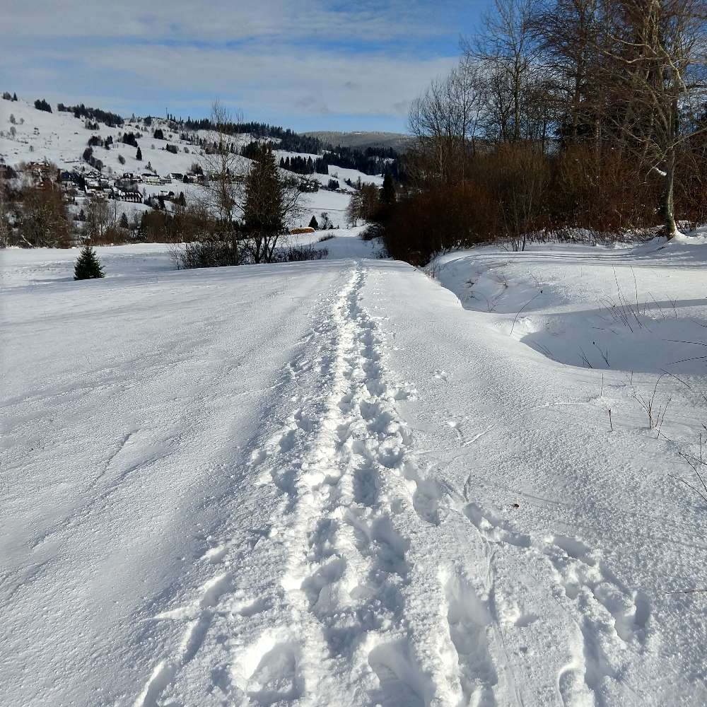 Hundetreffen-Natur pur-Profilbild