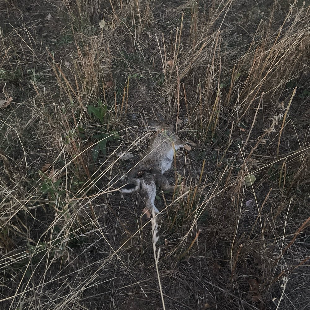 Giftköder-Toter Hase-Profilbild