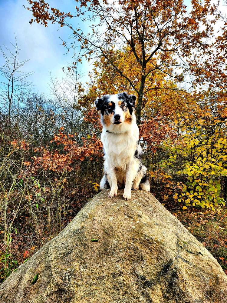 Hundetreffen-Hunde/Hundegruppe für social Walk gesucht-Profilbild