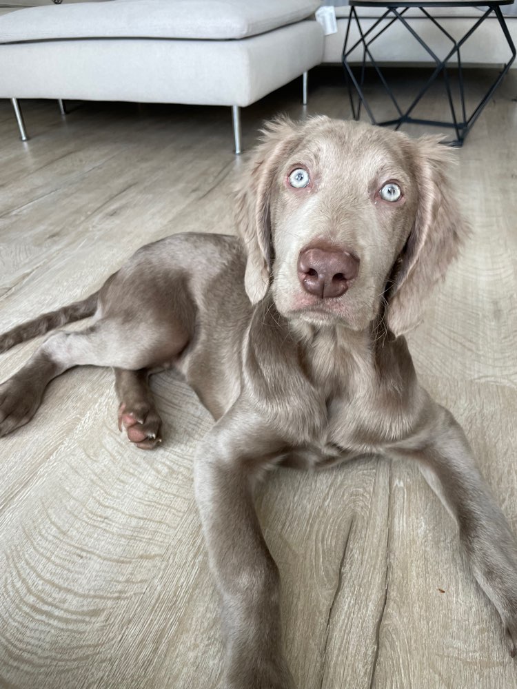 Hundetreffen-Junghund Lernen & Toben-Profilbild