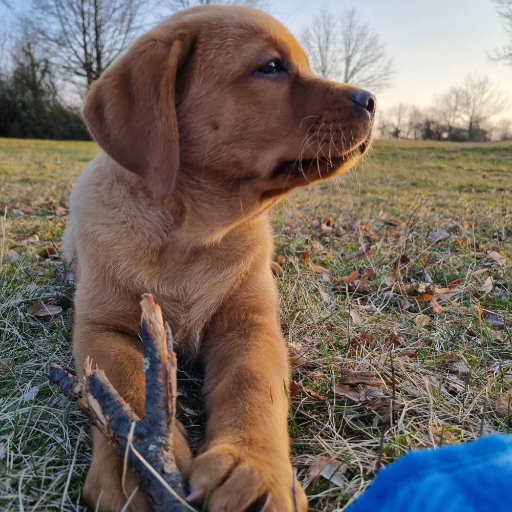 Hundetreffen-Welpentraining-Profilbild