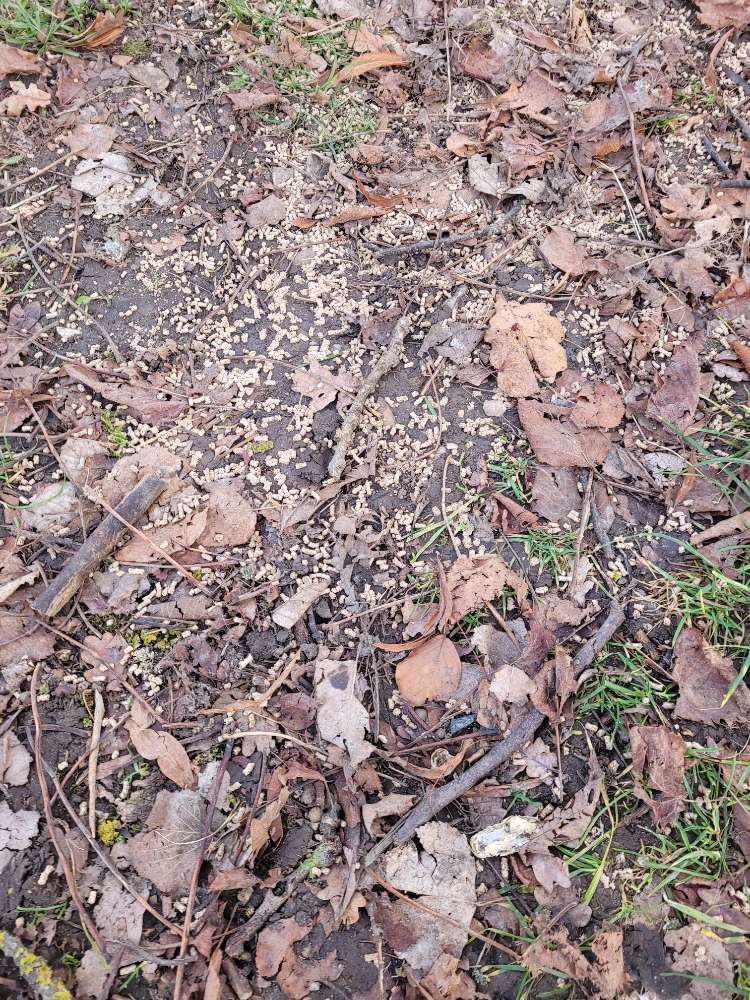 Giftköder-Granulat nah an der Donau-Profilbild