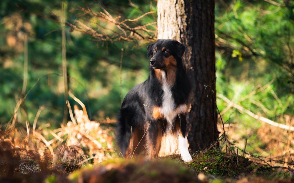 Hundetreffen-Spazieren gehen-Profilbild