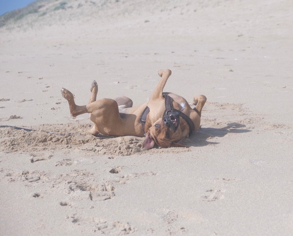 Hundetreffen-Milo sucht Spielpartner:in-Profilbild