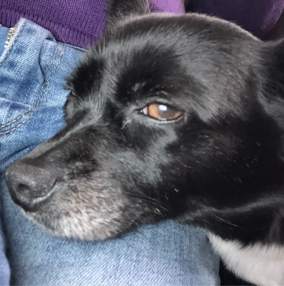 Hundetreffen-Kontakte knüpfen mit gleich gesinnten-Profilbild