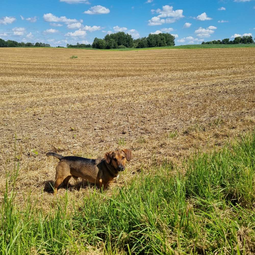 Hundetreffen-Spieletreffen/Spazierengehen-Profilbild