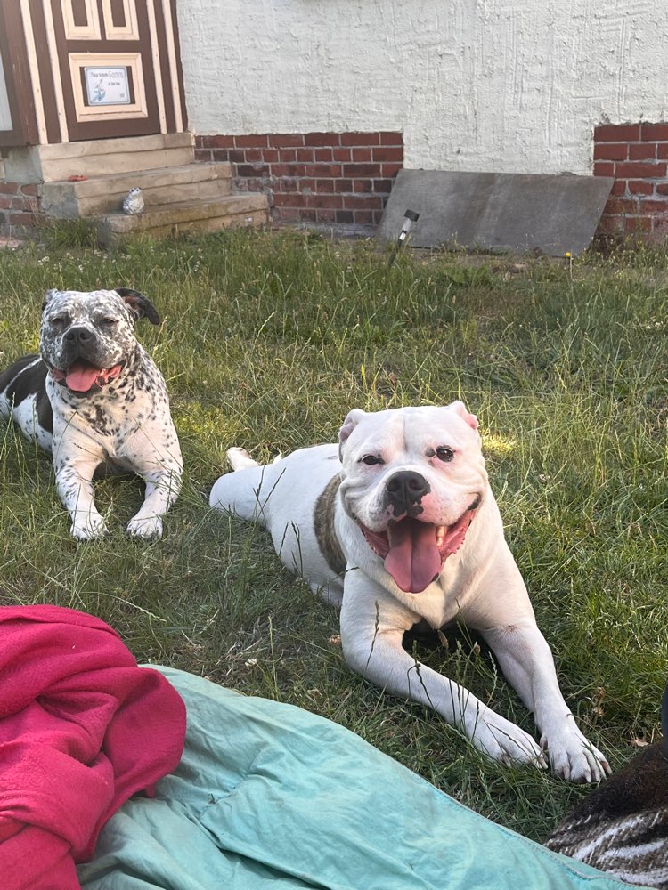 Hundetreffen-Hunde Treff zwenkau-Profilbild