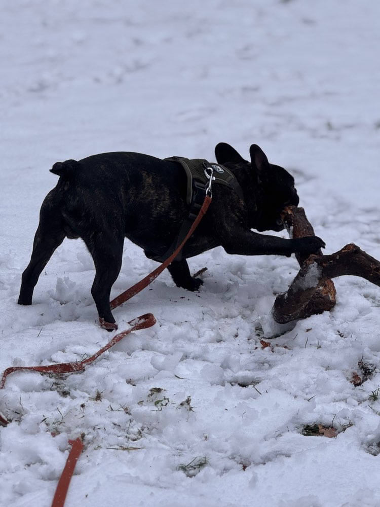 Hundetreffen-Suche Hunde zum kennenlernen-Profilbild
