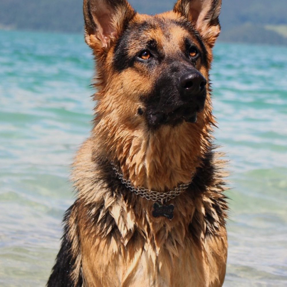 Hundetreffen-Gassirunde-Profilbild