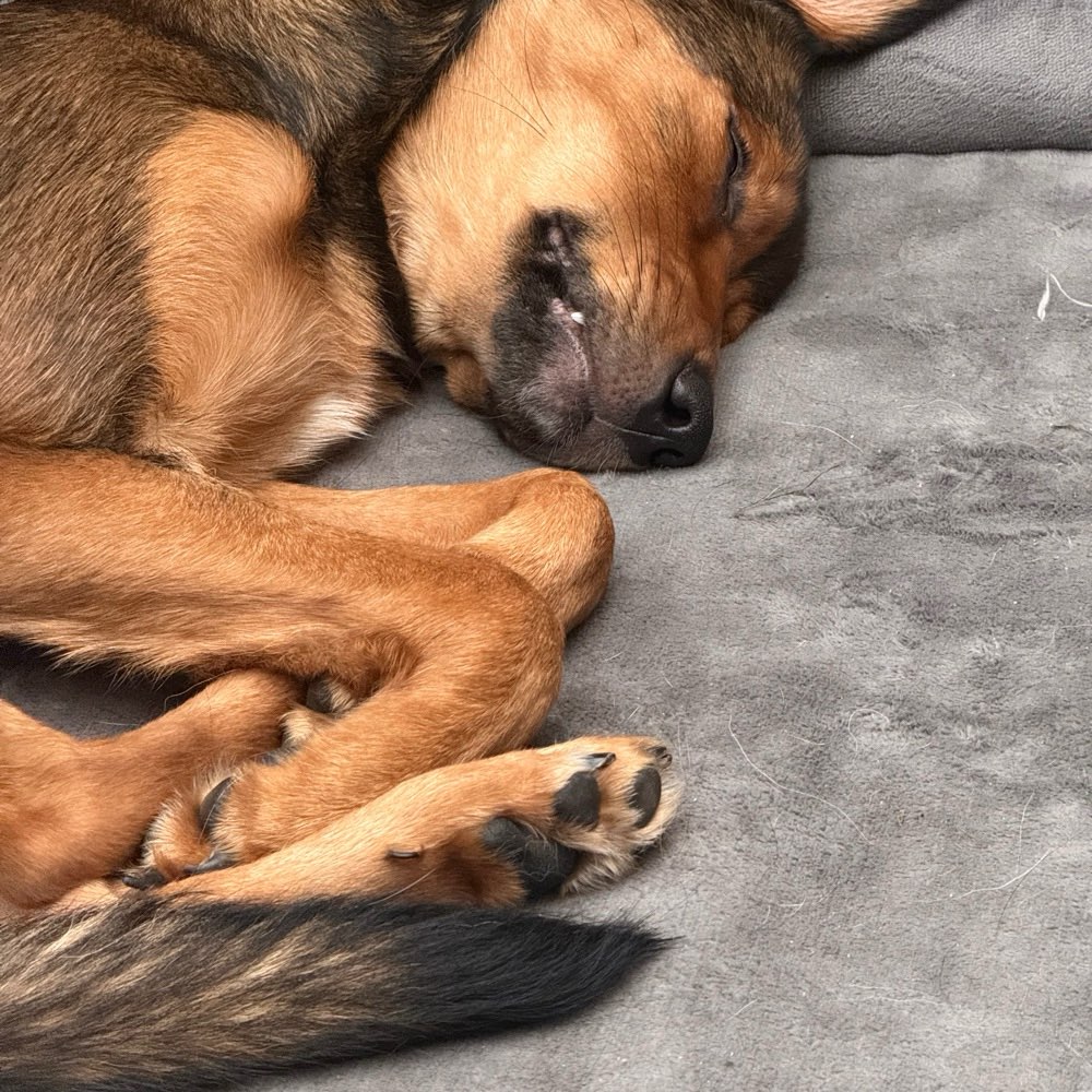 Hundetreffen-Spaziergang, toben und Spielen-Profilbild