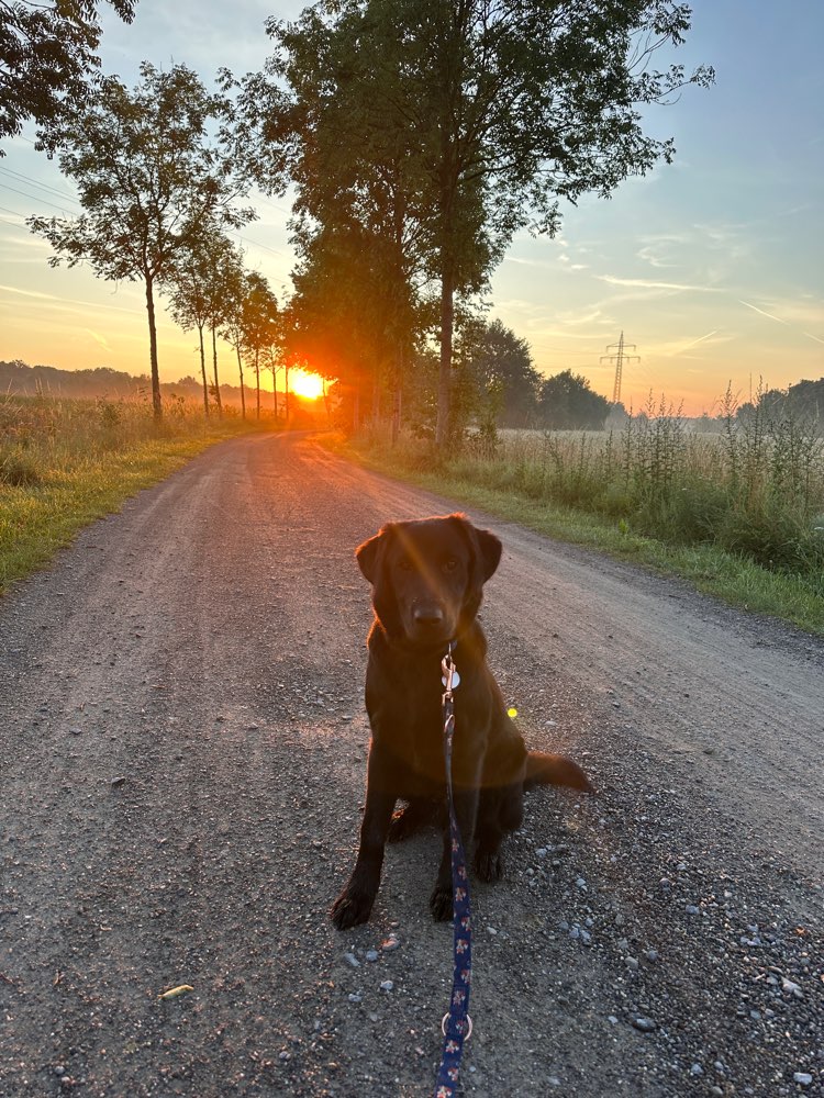 Hundetreffen-Freunde zum Spielen gesucht 🐾-Profilbild