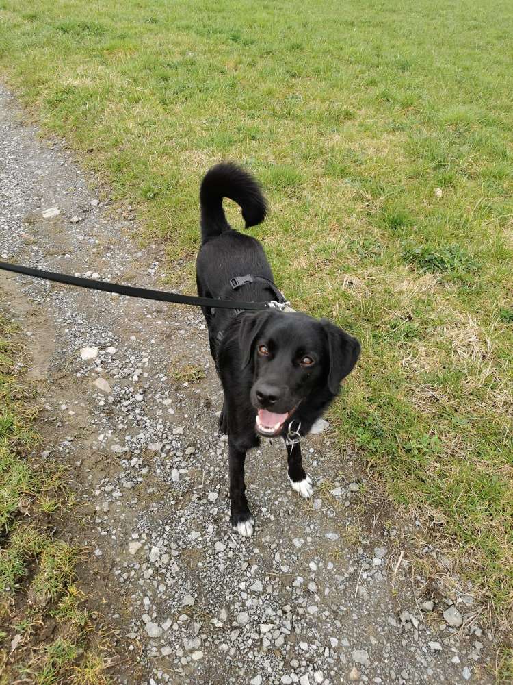 Hundetreffen-Toben, laufen, wandern im Arnsberger Wald-Profilbild