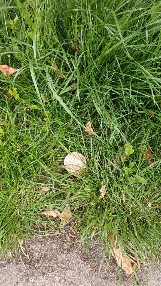 Giftköder-Möglicher Giftköder-Profilbild