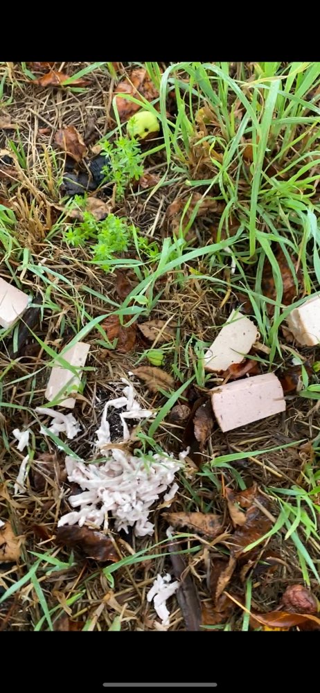 Giftköder-Ausgelegte Wurststücke-Profilbild