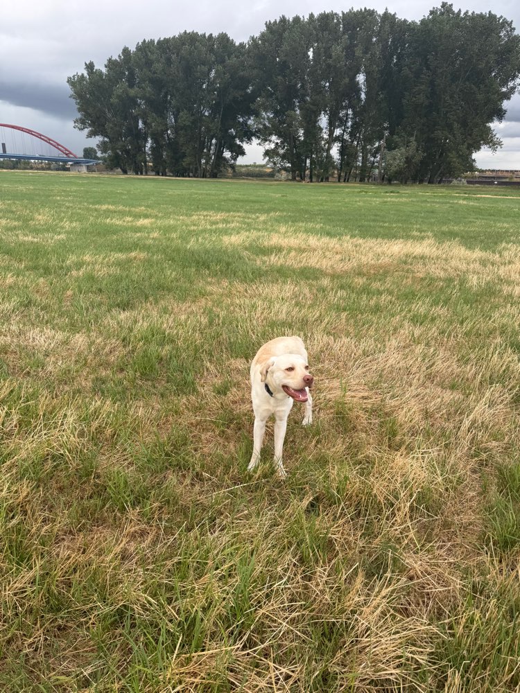 Hundetreffen-Gassirunde-Profilbild