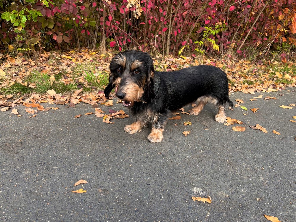 Hundetreffen-Gemeinsame Spaziergänge und spielen-Profilbild