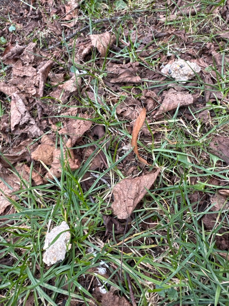 Giftköder-Eventuell Giftköder-Profilbild